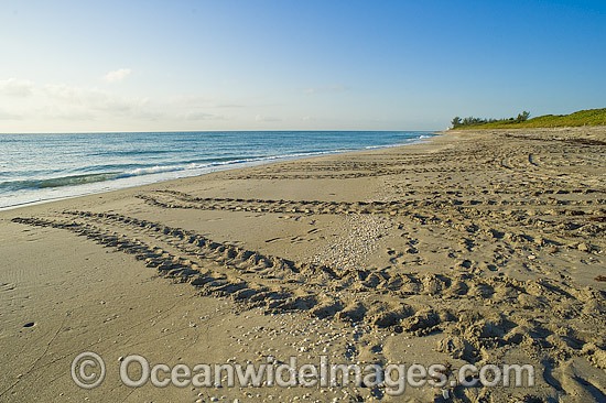 Loggerhead Turtle tracks on beach photo