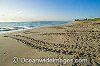 Loggerhead Turtle tracks on beach Photo - Michael Patrick O'Neill
