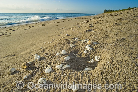 Loggerhead Turtle egg shells on beach photo