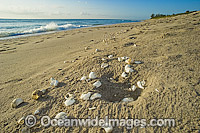 Loggerhead Turtle egg shells on beach Photo - Michael Patrick O'Neill