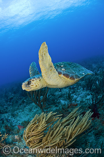Loggerhead Sea Turtle Florida photo