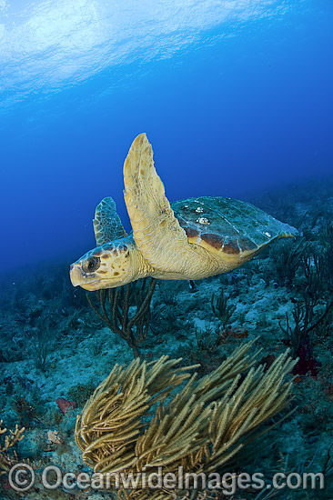 Loggerhead Sea Turtle Florida photo Loggerhead Sea Turtle Florida photo
