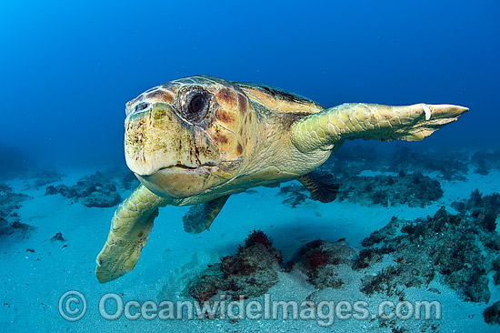 Loggerhead Turtle Florida photo