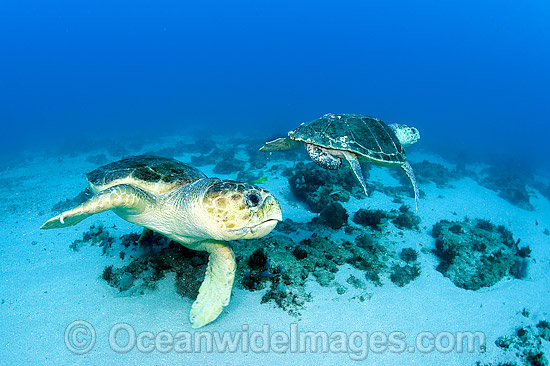 Male Loggerhead Turtles photo