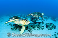 Male Loggerhead Turtles Photo - Michael Patrick O'Neill