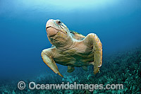Loggerhead Sea Turtle Palm Beach Photo - Michael Patrick O'Neill