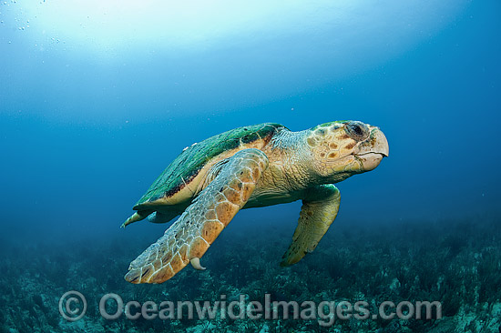 Loggerhead Turtle in Palm Beach photo