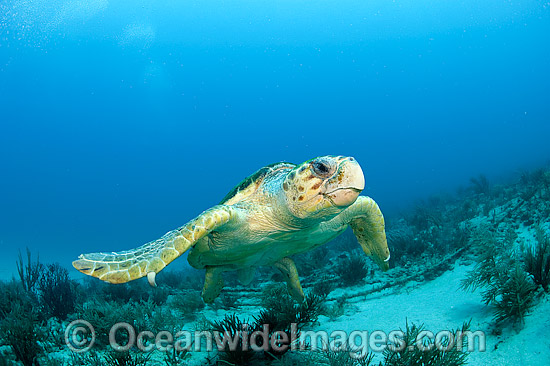 Loggerhead Sea Turtle photo Loggerhead Sea Turtle photo
