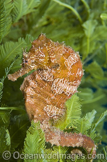 Lined Seahorse in algae photo