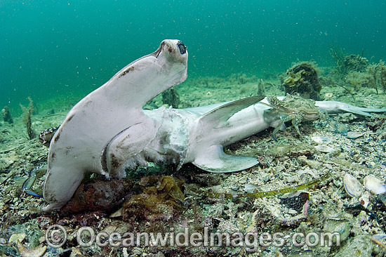 Scalloped Hammerhead shark killed by fisherman photo