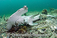 Scalloped Hammerhead shark killed by fisherman Photo - Michael Patrick O'Neill