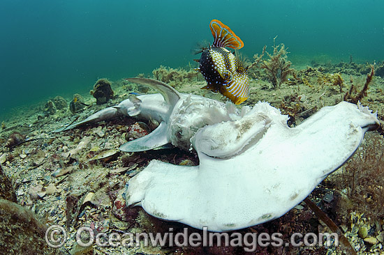 Hammerhead Shark killed by fisherman photo Hammerhead Shark killed by fisherman photo