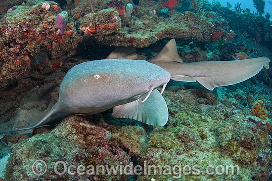 Nurse Shark (Ginglymostoma cirratum). Photographed in Palm Beach County, Florida, USA. Photo - Michael Patrick O'Neill