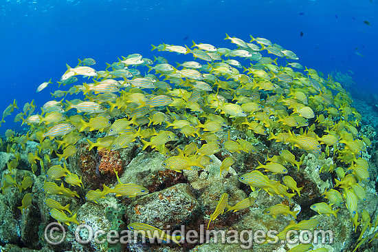 French Grunts schooling on Wreck photo