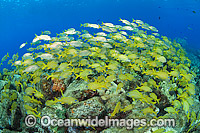 French Grunts schooling on Wreck Photo - Michael Patrick O'Neill