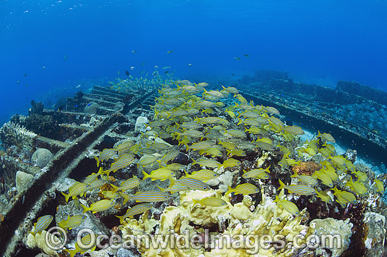 French Grunts schooling on Wreck photo French Grunts schooling on Wreck photo