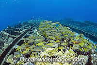 French Grunts schooling on Wreck Photo - Michael Patrick O'Neill