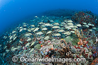 Coral Reef in Palm Beach Photo - Michael Patrick O'Neill
