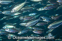 Scaled Sardine schooling Photo - Michael Patrick O'Neill