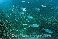 Blue Runners attacking baitball at Shipwreck Photo - Michael Patrick O'Neill