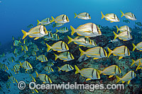 Schooling Porkfish Photo - Michael Patrick O'Neill