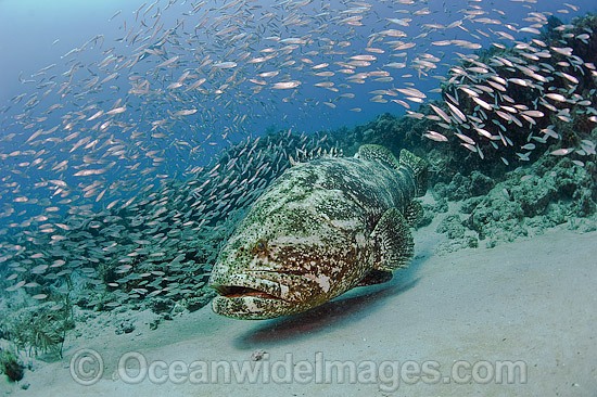 Goliath Grouper surrounded by Baitfish photo