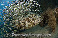 Goliath Grouper surrounded by Cigar Minnows Photo - MIchael Patrick O'Neill