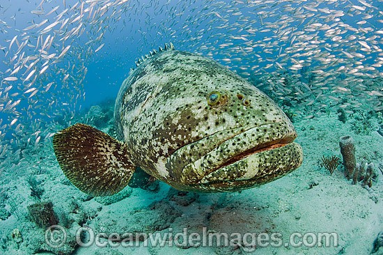 Atlantic Goliath Grouper surrounded by Baitfish photo