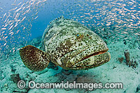 Atlantic Goliath Grouper surrounded by Baitfish Photo - MIchael Patrick O'Neill