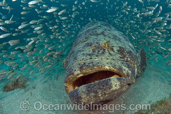 Goliath Grouper surrounded by Cigar Minnows photo