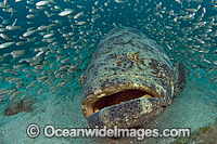 Goliath Grouper surrounded by Cigar Minnows Photo - MIchael Patrick O'Neill