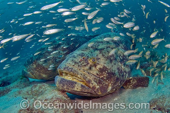 Goliath Grouper surrounded by Cigar Minnows photo