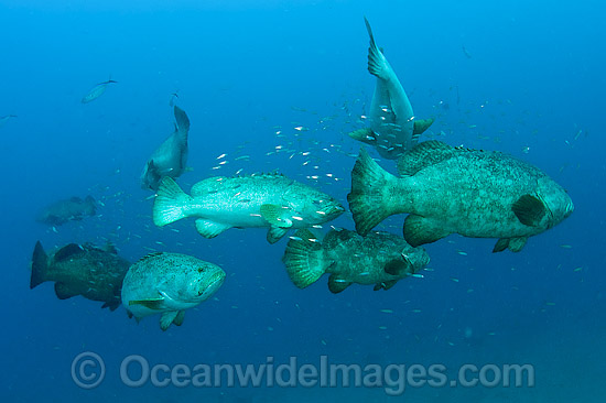 Atlantic Goliath Groupers during spawning aggregation photo