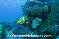 Goliath Grouper around shipwreck Photo - MIchael Patrick O'Neill