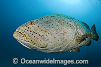 Goliath Groupers during spawning aggregation Photo - MIchael Patrick O'Neill