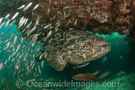 Goliath Grouper surrounded by Minnows photo