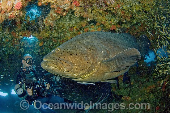 Scuba Diver and Atlantic Goliath Grouper photo