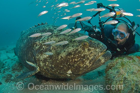 Scuba Diver and Atlantic Goliath Grouper photo