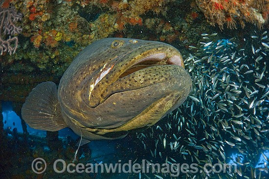 Atlantic Goliath Grouper surrounded by Minnows photo