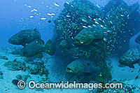 Atlantic Goliath Grouper around shipwreck Photo - MIchael Patrick O'Neill