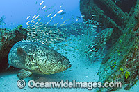 Atlantic Goliath Grouper around shipwreck Photo - MIchael Patrick O'Neill