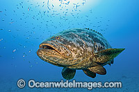 Goliath Grouper hovering around shipwreck Photo - MIchael Patrick O'Neill