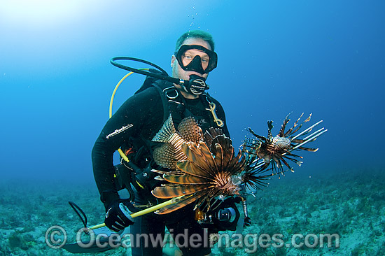 Scuba Diver with a catch of Lionfish (Pterois volitans), an invasive and poisonous species that has spread throughout the Caribbean and tropical Atlantic and threatens a variety of native marine life. Photo - Michael Patrick O'Neill Scuba Diver with a catch of Lionfish (Pterois volitans), an invasive and poisonous species that has spread throughout the Caribbean and tropical Atlantic and threatens a variety of native marine life. Photo - Michael Patrick O'Neill
