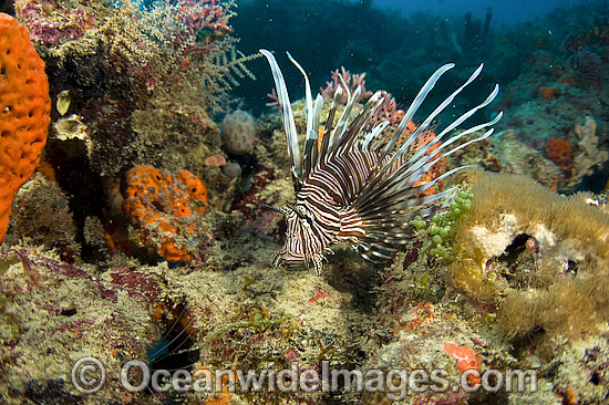 Lionfish (Pterois volitans), an invasive and venomous species photographed on a coral reef offshore Florida, USA. This species has spread throughout the Caribbean and tropical Atlantic and threatens a variety of native marine life. Photo - Michael Patrick O'Neill Lionfish (Pterois volitans), an invasive and venomous species photographed on a coral reef offshore Florida, USA. This species has spread throughout the Caribbean and tropical Atlantic and threatens a variety of native marine life. Photo - Michael Patrick O'Neill
