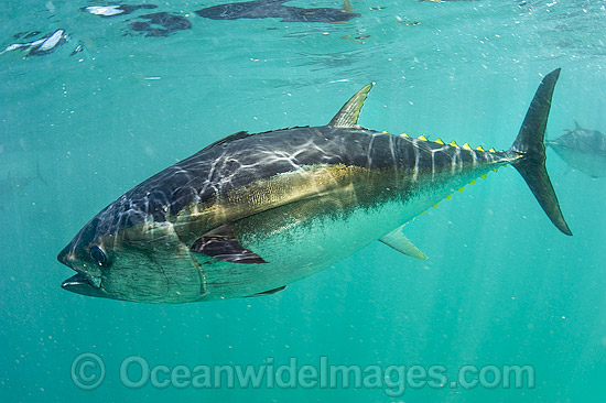 Southern Bluefin Tuna in pen photo