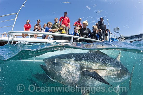 Captive Southern Bluefin Tuna (Thunnus maccoyii), held in a pen in Boston Bay in Port Lincoln, South Australia. Port Lincoln is the major hub for Southern Bluefin Tuna fishing in Australia. The species is considered critically endangered. Photo - Michael Patrick O'Neill