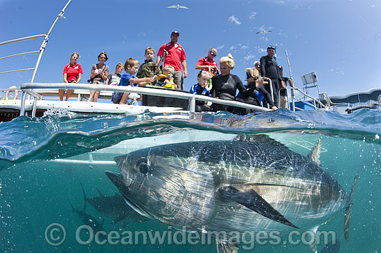 Southern Bluefin Tuna in pen photo