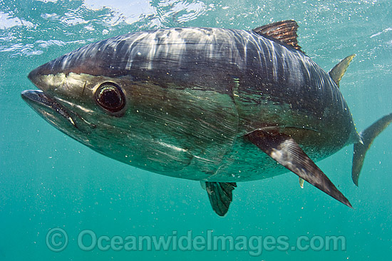 Captive Southern Bluefin Tuna photo Captive Southern Bluefin Tuna photo