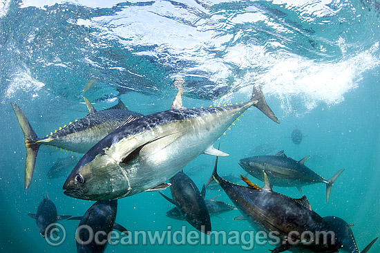 Captive Southern Bluefin Tuna (Thunnus maccoyii), held in a pen in Boston Bay in Port Lincoln, South Australia. Port Lincoln is the major hub for Southern Bluefin Tuna fishing in Australia. The species is considered critically endangered. Photo - Michael Patrick O'Neill Captive Southern Bluefin Tuna (Thunnus maccoyii), held in a pen in Boston Bay in Port Lincoln, South Australia. Port Lincoln is the major hub for Southern Bluefin Tuna fishing in Australia. The species is considered critically endangered. Photo - Michael Patrick O'Neill