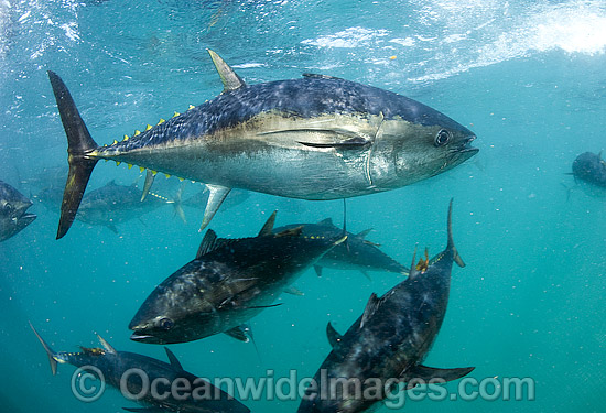 Captive Southern Bluefin Tuna (Thunnus maccoyii), held in a pen in Boston Bay in Port Lincoln, South Australia. Port Lincoln is the major hub for Southern Bluefin Tuna fishing in Australia. The species is considered critically endangered. Photo - Michael Patrick O'Neill Captive Southern Bluefin Tuna (Thunnus maccoyii), held in a pen in Boston Bay in Port Lincoln, South Australia. Port Lincoln is the major hub for Southern Bluefin Tuna fishing in Australia. The species is considered critically endangered. Photo - Michael Patrick O'Neill